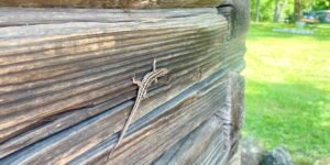 Miško sielų stovykla driežas